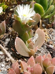 Delosperma guthriei (Delosperma guthriei)