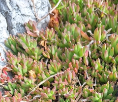 Delosperma guthriei (Delosperma guthriei)