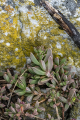 Delosperma guthriei (Delosperma guthriei)