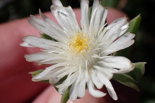 Delosperma guthriei (Delosperma guthriei)