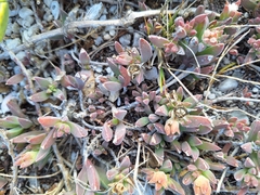 Delosperma guthriei (Delosperma guthriei)