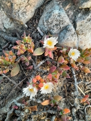 Delosperma guthriei (Delosperma guthriei)
