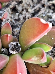 Delosperma guthriei (Delosperma guthriei)