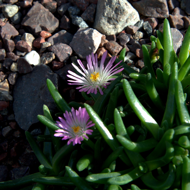 Delosperma harazianum: Delosperma harazianum