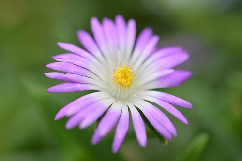 Delosperma harazianum: Delosperma harazianum