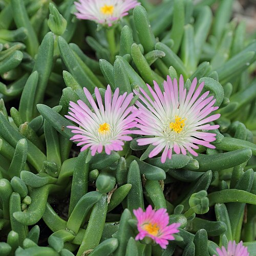 Delosperma harazianum: Delosperma harazianum i Bergianska trädgården .