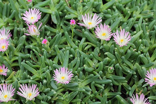 Delosperma harazianum: Delosperma harazianum i Bergianska trädgården .