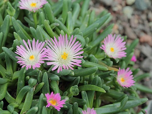 Delosperma harazianum: Delosperma harazianum i Bergianska trädgården .