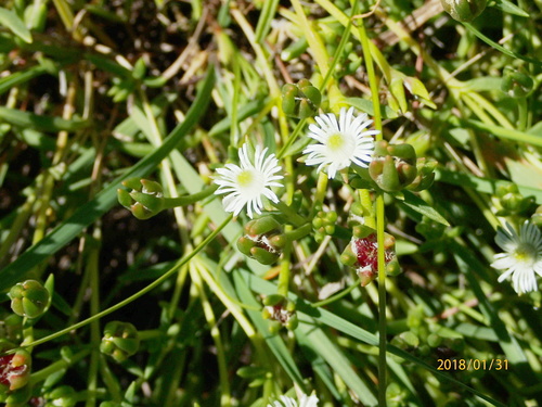 Delosperma hirtum (Delosperma hirtum)