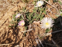 Delosperma hirtum (Delosperma hirtum)