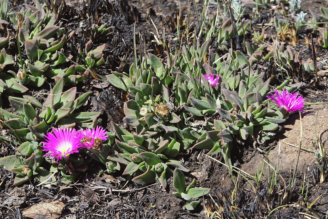 Delosperma hirtum: Delosperma hirtum ; in rocky grassland at Mount Gilboa, KwaZulu-Natal, South Africa.