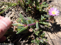 Delosperma hirtum (Delosperma hirtum)