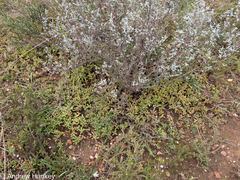 Delosperma hollandii (Delosperma hollandii)