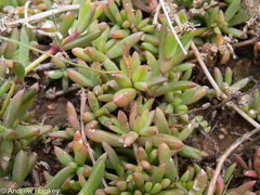 Delosperma hollandii (Delosperma hollandii)