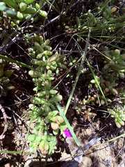 Delosperma inaequale (Delosperma inaequale)