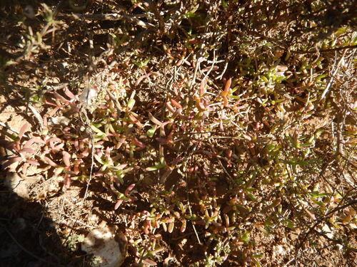 Delosperma inaequale (Delosperma inaequale)