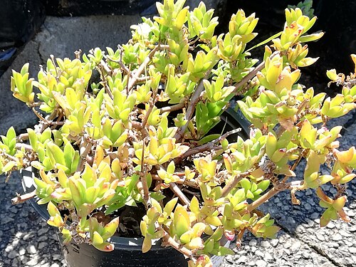 Delosperma invalidum: Delosperma ecklonis