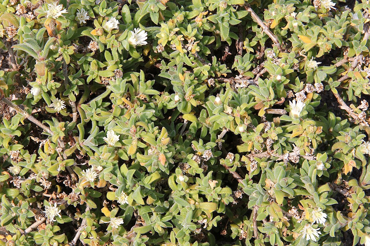 Delosperma invalidum: Delosperma ecklonis