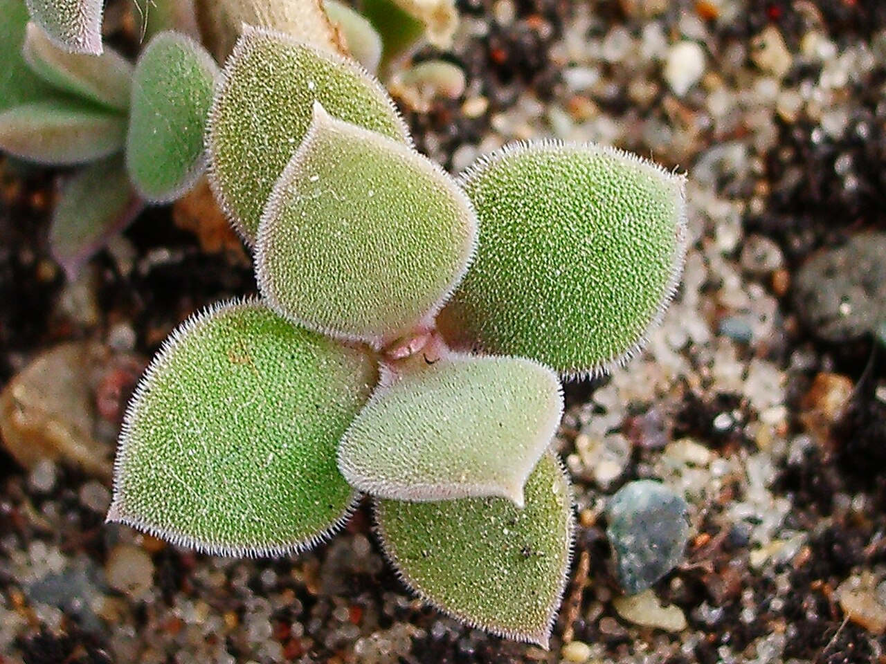 Delosperma jansei: Leafs of Delosperma jansei (tradescantioides?)