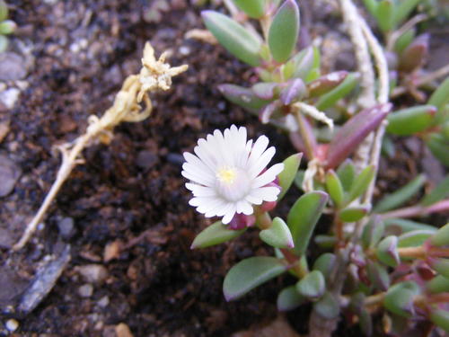 Delosperma katbergense (Delosperma katbergense)