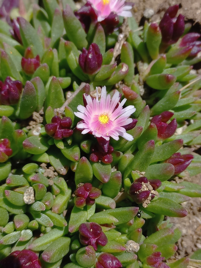 Delosperma katbergense (Delosperma katbergense)