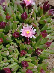 Delosperma katbergense (Delosperma katbergense)