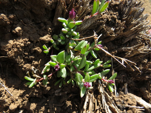 Delosperma katbergense (Delosperma katbergense)