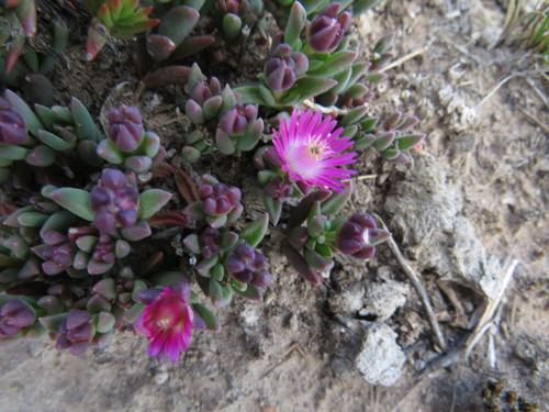 Delosperma katbergense (Delosperma katbergense)