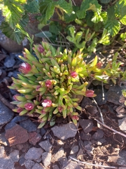 Delosperma katbergense (Delosperma katbergense)