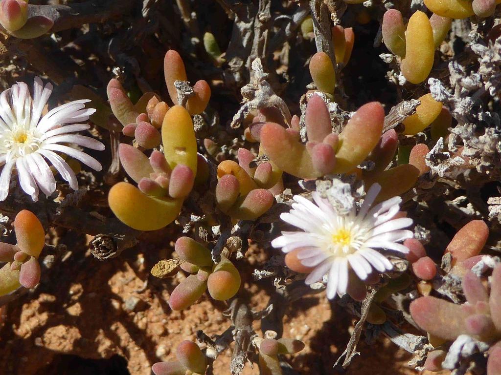 Delosperma klinghardtianum (Delosperma klinghardtianum)