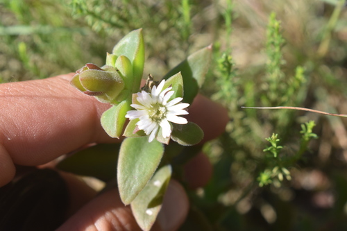 Delosperma laxipetalum (Delosperma laxipetalum)