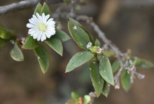 Delosperma laxipetalum (Delosperma laxipetalum)
