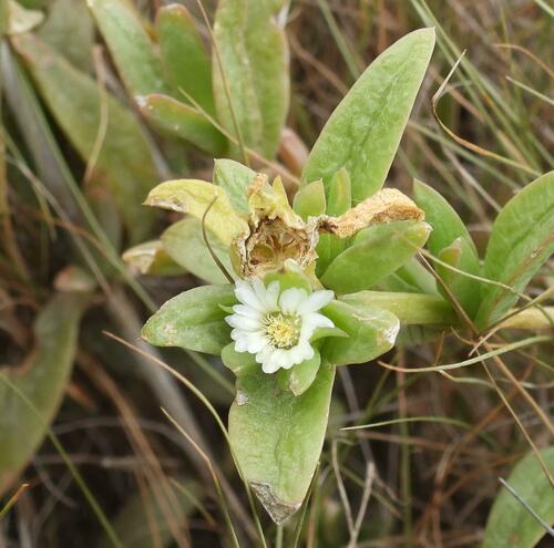 Delosperma laxipetalum (Delosperma laxipetalum)