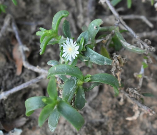 Delosperma laxipetalum (Delosperma laxipetalum)