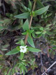 Delosperma laxipetalum (Delosperma laxipetalum)