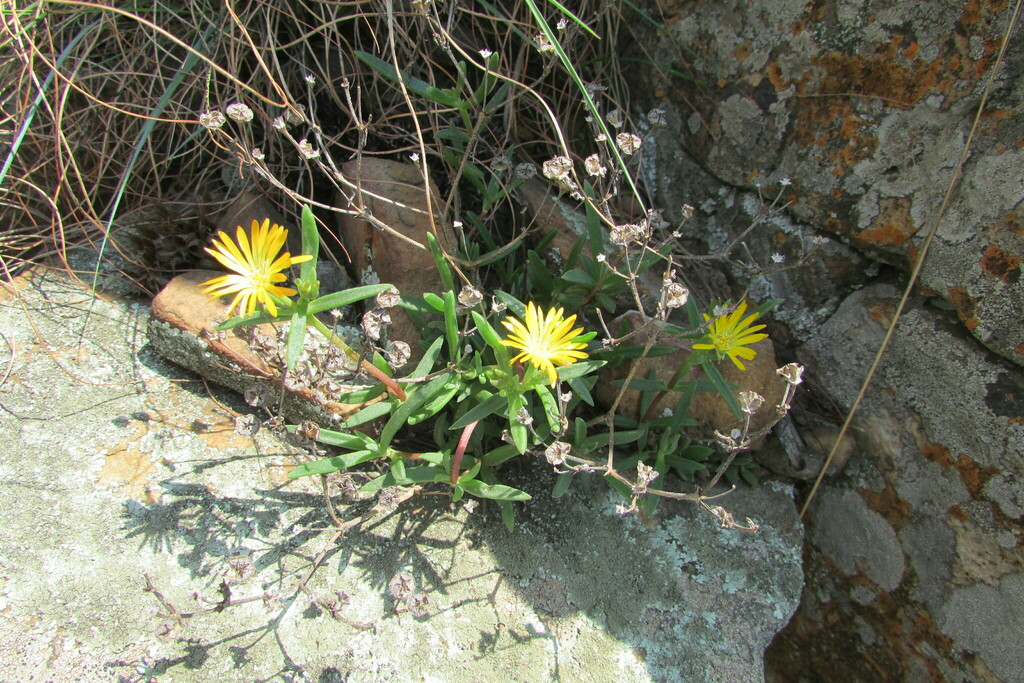 Delosperma leendertziae (Delosperma leendertziae)
