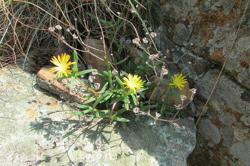 Delosperma leendertziae (Delosperma leendertziae)