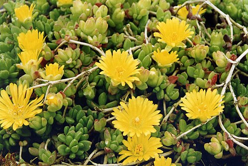 Delosperma lineare: Delosperma lineare
