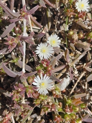 Seaside delosperma (Delosperma litorale)