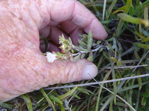 Seaside delosperma (Delosperma litorale)