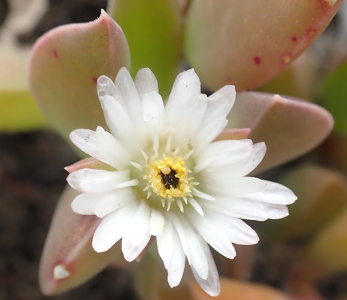 Seaside delosperma (Delosperma litorale)