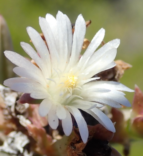 Seaside delosperma (Delosperma litorale)