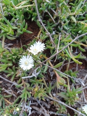 Seaside delosperma (Delosperma litorale)