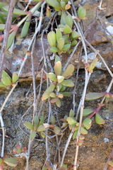 Seaside delosperma (Delosperma litorale)