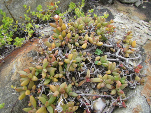 Seaside delosperma (Delosperma litorale)