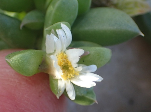 Seaside delosperma (Delosperma litorale)
