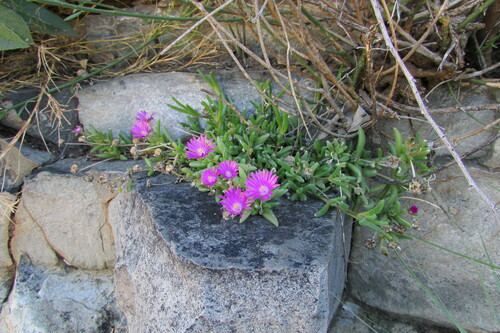 Delosperma lootsbergense (Delosperma lootsbergense)