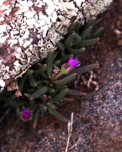 Delosperma lootsbergense (Delosperma lootsbergense)
