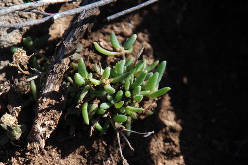 Delosperma lootsbergense (Delosperma lootsbergense)