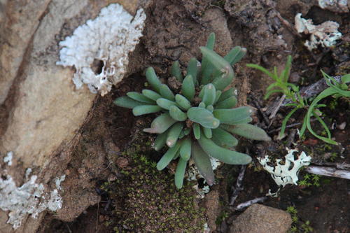 Delosperma lootsbergense (Delosperma lootsbergense)